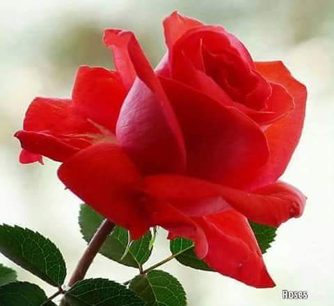 oa7iZu1X9jOlrDh's tweet photo. @Lady__Noha1 صباح الفل عليكى https://t.co/B8MIpU0uZp