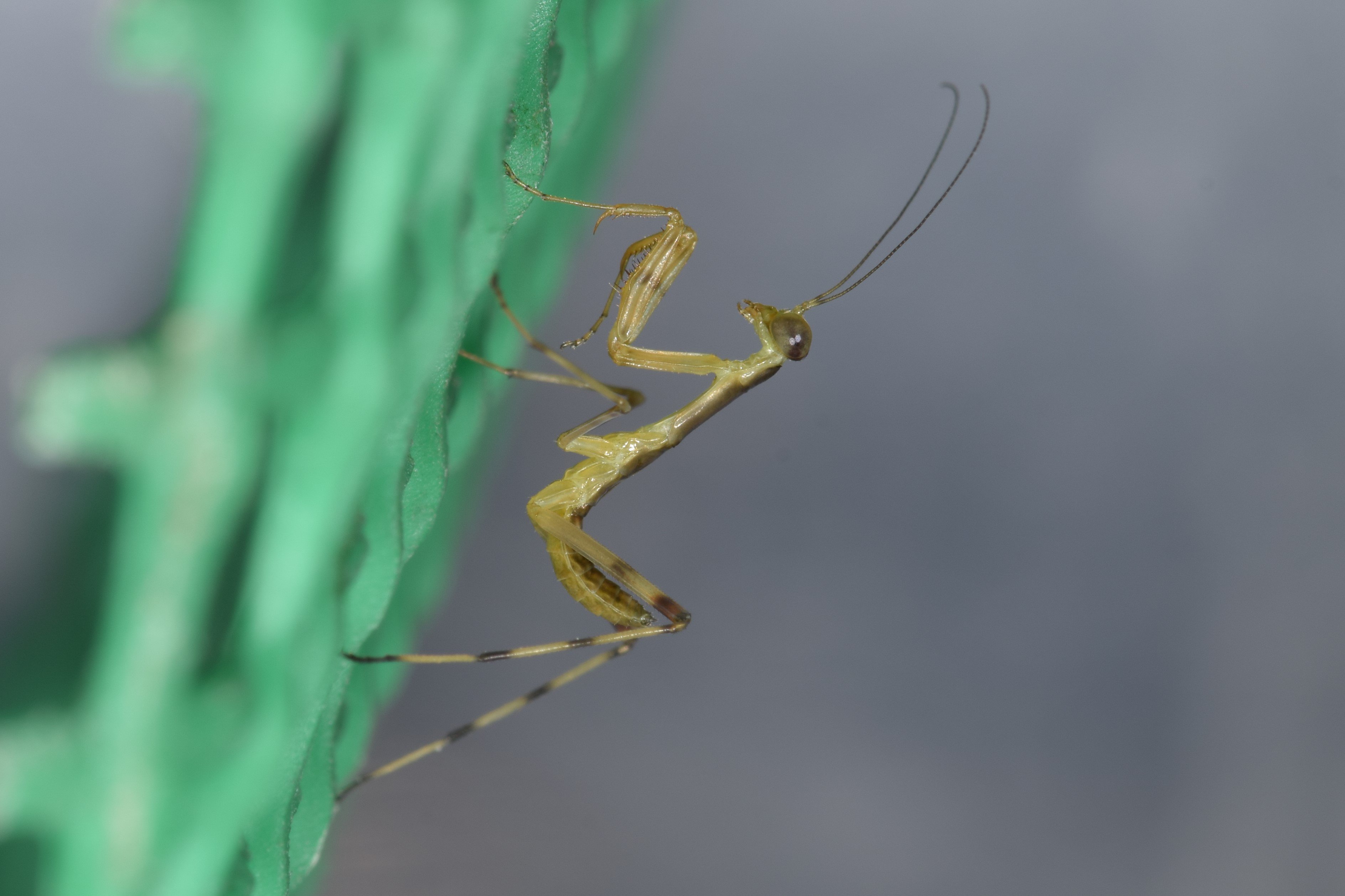 足立区生物園 2種類のカマキリの卵鞘が なんと同じ日にふ化しました ハラビロカマキリとコカマキリの幼虫です 偶然にも今日はクリスマス 素敵なプレゼントが届いたようで とても嬉しい気持ちになりました 生物園 カマキリ クリスマス T Co