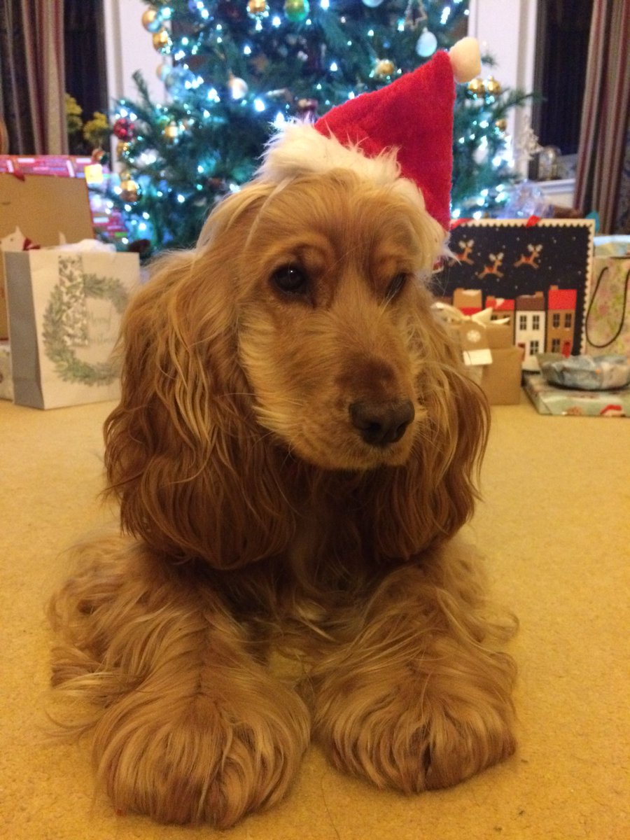 fipeg23's tweet photo. Merry Christmas! 🎄🎅🎉 Someone’s waiting patiently to open their presents from Santa... https://t.co/dHAsSzZ2Az