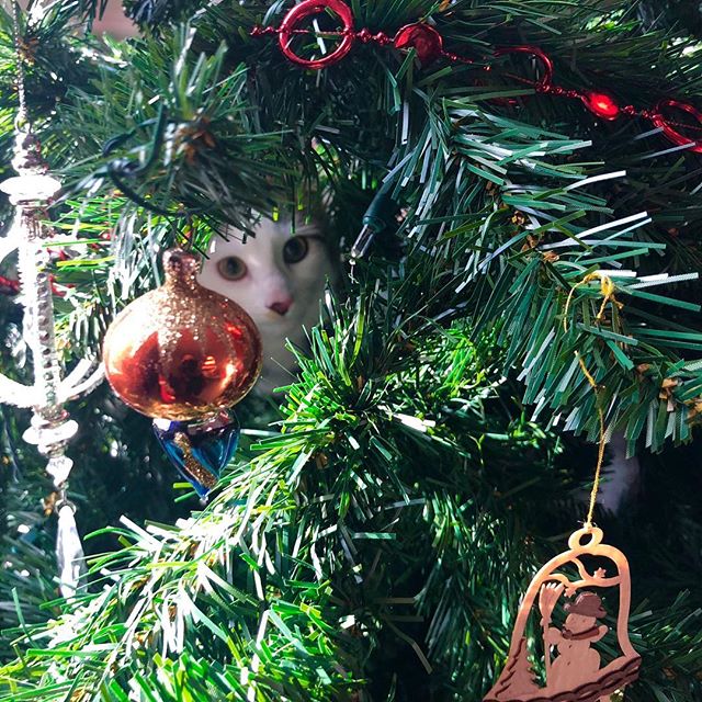 Floof also wishes you a wonderful holiday. https://t.co/HSd6c6kGuz<a href="/tag/catlife"class="tags"><span>#catlife</span></a>