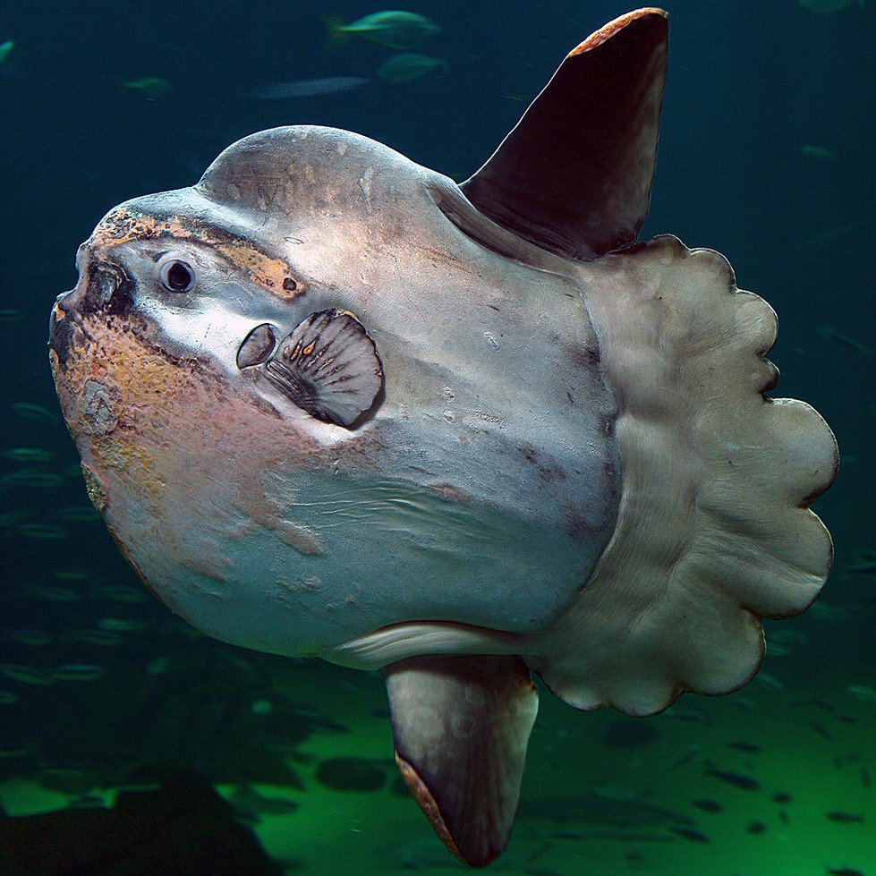 DAppDevTH's tweet photo. Ocean Sun Fish ปลาพระอาทิตย์ ปลาสุดประหลาด! ที่มีวงจรชีวิตน่าสงสารที่สุดในทะเล ว่ายน้ำช้ามาก หนัก 3.2 ตัน เวลาพ่อแม่วางไข่ก็จะปล่อยไม่ดูแล จาก 300 ล้านฟองก็เหลือรอดไม่กี่พันฟอง ป่วยบ่อยเพราะตัวใหญ่มีปรสิตมาเกาะเยอะ มักเป็นเหยื่อและเป็นของเล่นของแมวน้ำและคน https://t.co/aRF3w5MzK3 https://t.co/HfJ6u7CXER