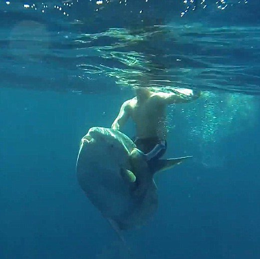 DAppDevTH's tweet photo. Ocean Sun Fish ปลาพระอาทิตย์ ปลาสุดประหลาด! ที่มีวงจรชีวิตน่าสงสารที่สุดในทะเล ว่ายน้ำช้ามาก หนัก 3.2 ตัน เวลาพ่อแม่วางไข่ก็จะปล่อยไม่ดูแล จาก 300 ล้านฟองก็เหลือรอดไม่กี่พันฟอง ป่วยบ่อยเพราะตัวใหญ่มีปรสิตมาเกาะเยอะ มักเป็นเหยื่อและเป็นของเล่นของแมวน้ำและคน https://t.co/aRF3w5MzK3 https://t.co/HfJ6u7CXER