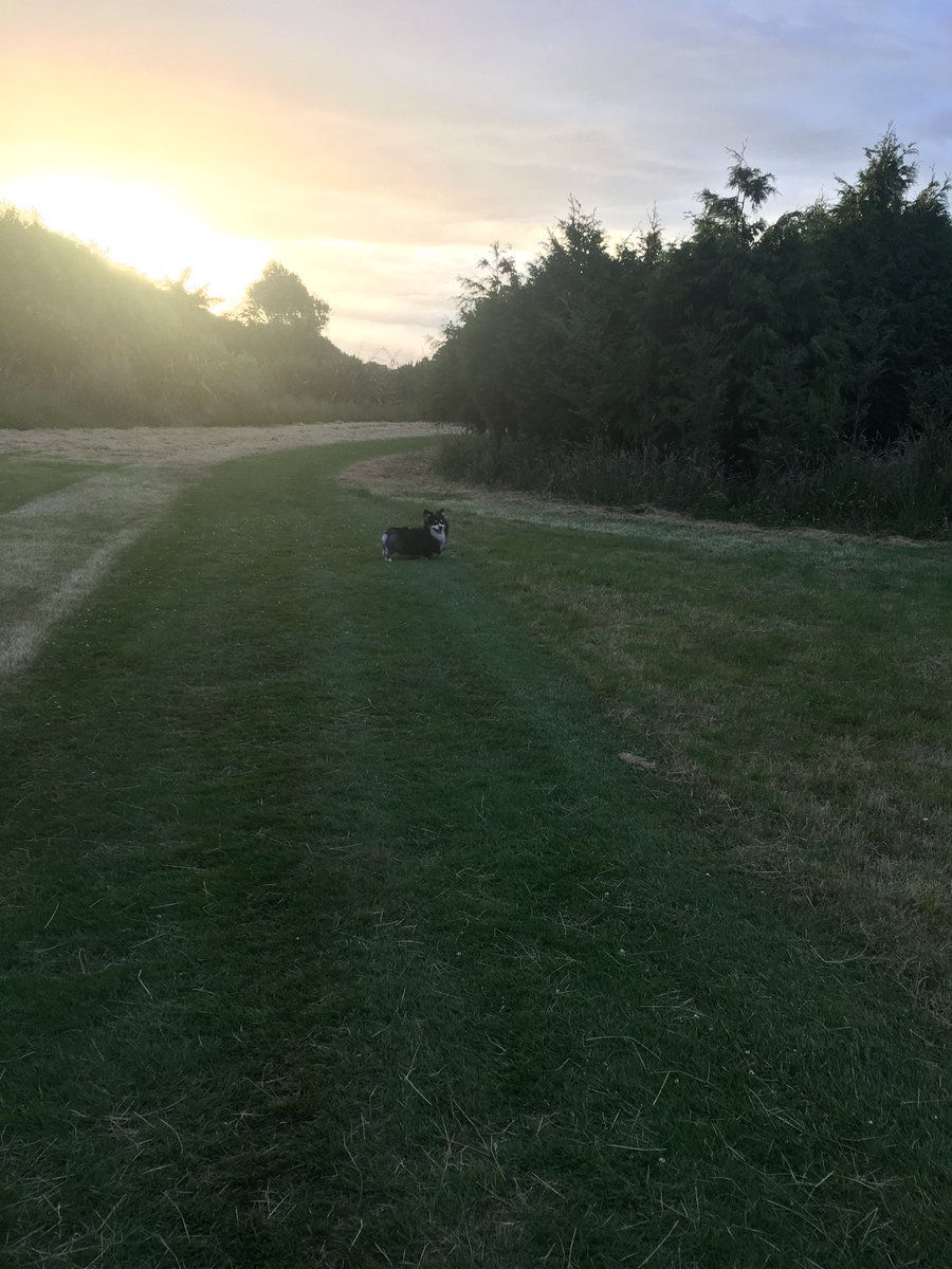 andrewcushen's tweet image. A happy dog in Invercargill twilight. Nice end to a nice day. Merry Christmas folks