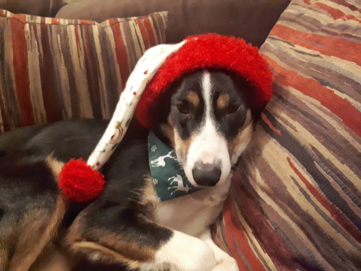 EmilyBaah's tweet photo. First one. Absolutely brimming with festive cheer this one, can't calm him down.
#HeLooksHowIFeel https://t.co/LCSrHGGLfC