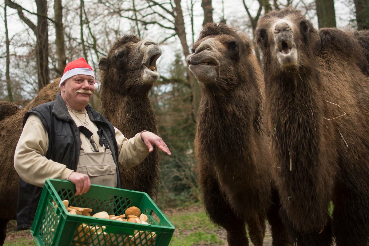#Weihnachten im Zoo: Für die Trampeltiere gab es zur Bescherung heute morgen Brötchen 🎁 📷: Marcel Stawinoga https://t.co/R3qiNRyHLc