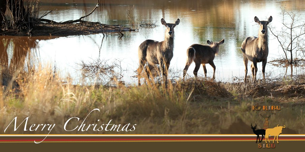 KaribuStud's tweet photo. Karibu Stud wishes you and your family a merry and blessed christmas!
#KaribuStud #Wildlife #GameBreeding https://t.co/4E1QNsq40m