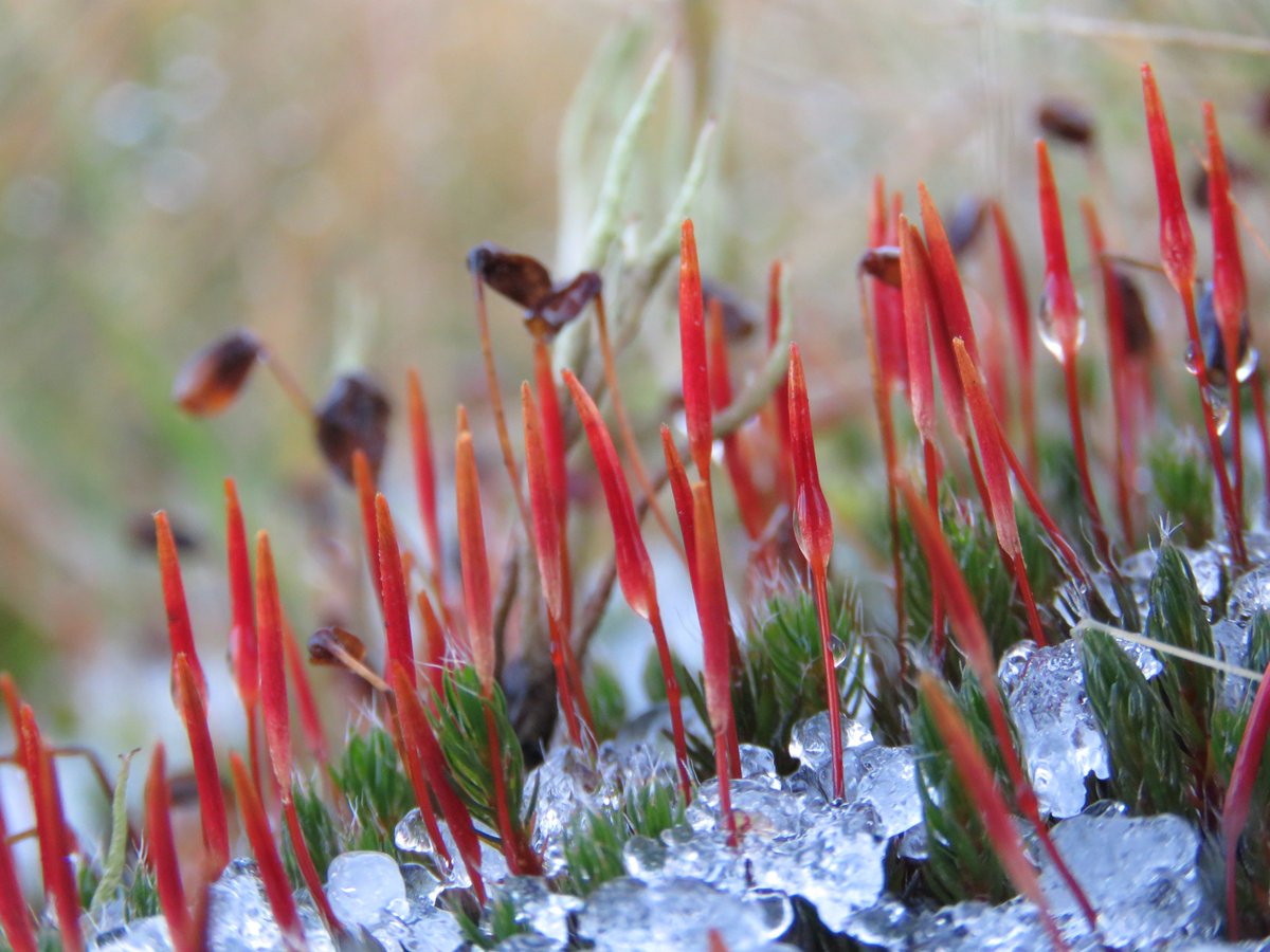 donnarainey4's tweet photo. HAPPY CHRISTMAS! #mosses https://t.co/Dl5XFoTLUe