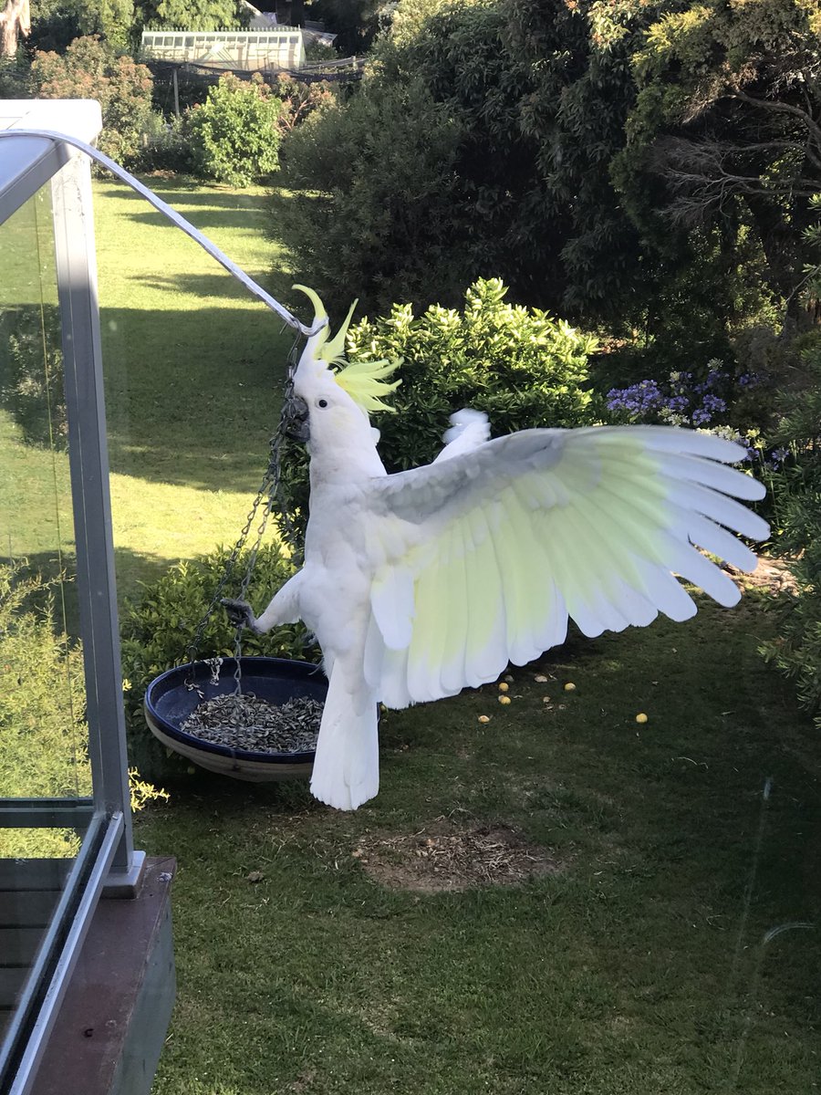 antongerner's tweet photo. I just saw this @ParrotOfTheDay https://t.co/2OUVU8npd3
