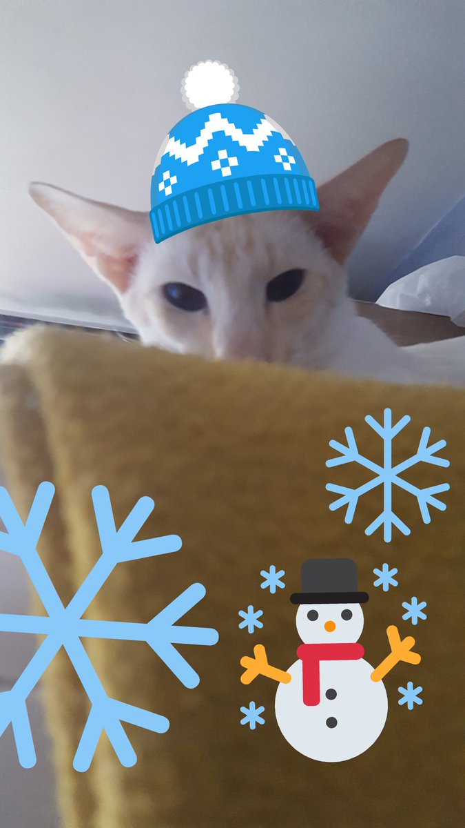EmLc1983's tweet photo. #MerryChristmas #CatsOfTwitter #christmas #siamesecat @Culldogfarms @CrazyBish2016 @I_am_here13 @BartowRachel @Jeannierenton @EdwardSelender https://t.co/n46G9zbhDu