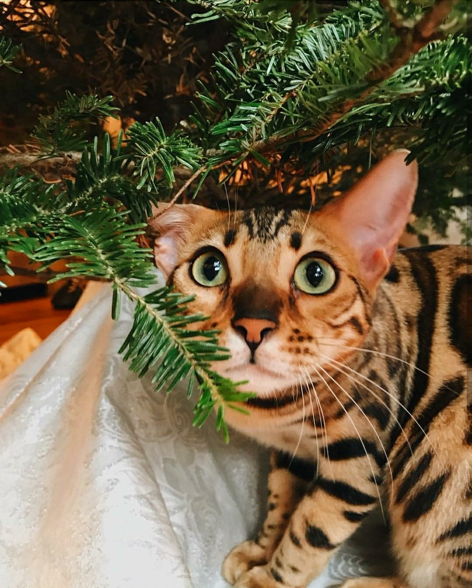 204HAN's tweet photo. Amor parece que seu presente ta embaixo da árvore de natal só esperando você dar um nome pra ele. Feliz natal minha princesinha 💕 https://t.co/9UUclGNtwS