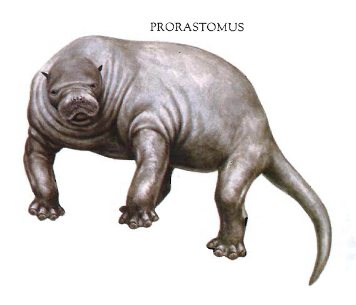 TechUserToday's tweet photo. #Prorastomus is an early ancestor of dugongs and manatees. https://t.co/RG6e3rewgk #biology #zoology #history #extinct #extinctanimals #extinctcreatures #dugong #dugongs #manatee #manatees #seacow #seacows