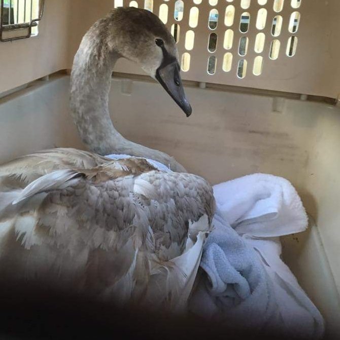 melthamwildlife's tweet photo. Merry Christmas! Here is a swan heading to Yorkshire Swan Rescue where then he will be transported and released with some signets of a similar age. #Swans #animals #wildliferescue https://t.co/g7I4VL95Za