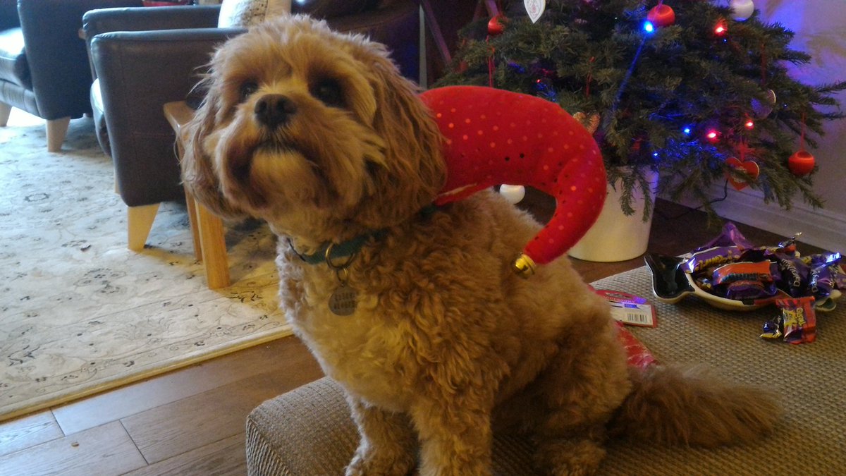 BenjithePATdog's tweet photo. Happy Christmas everyone! https://t.co/1av0pYOB1K