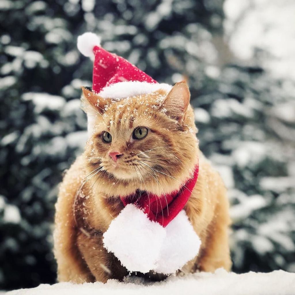 "Meowy Christmas everyone! Enjoy your holidays and we will resume the world domination shortly. 🐾🎅" #koukineko by <a href="/bocalcat/">Bocal Cat</a>
.
Royal Kittens are curated posts of our fans interacting with us on social media. Use our hashtag to get featured!
.
.
.
.
.
… ift.tt/2C0XYYV