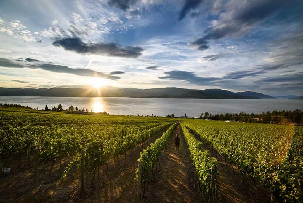 8 Kelowna Wineries in British Columbia's Okanagan Valley buff.ly/2p3uC9y <a href="/travel2next/">Travel2Next</a> #travel
