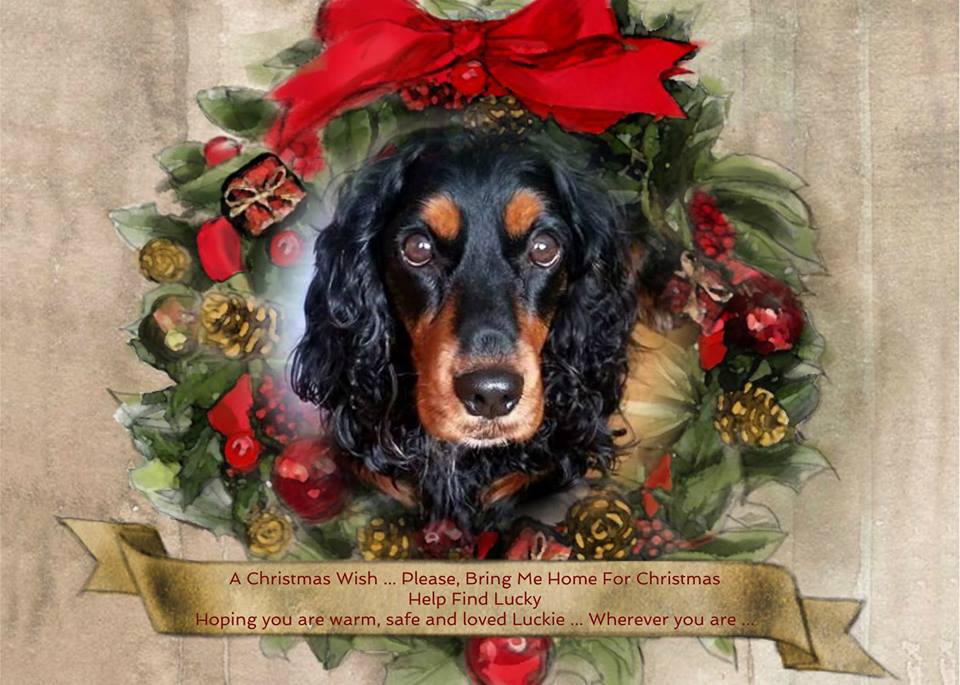 HelpFindLucky's tweet photo. My #ChristmasWish for Luckie & his family ... 💞🐕👨👨👧👦💞
🌟Star Light, 🌟Star Bright
First star🌟 I see tonight🌌
I wish I may, I wish I might
Find my way home💞🐾🐕🏡💞
This #ChristmasNight🎄🌌🎄
PLEASE #SpareAShare RT #HelpFindLucky
FB group▶https://t.co/UxJU6IhU2V https://t.co/oGSz9hkq7v