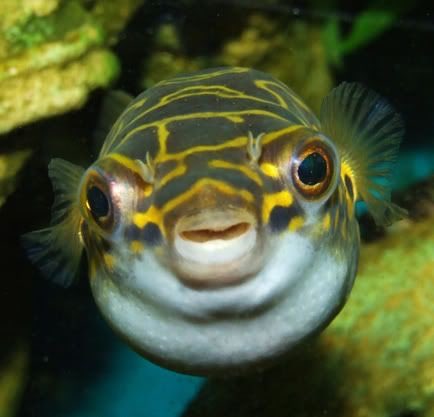 merry christmas everyone!!!!!!!!