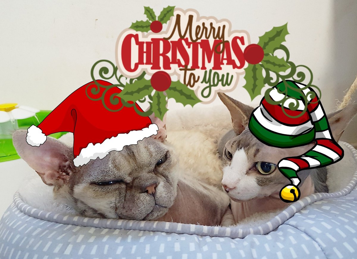 ThorTheDevonRex's tweet photo. Merry Christmas everybody! I hope you all had a wonderful festive day with your loved ones 🎄#merrychristmas #thor #devonrexcats #catsofinstagram https://t.co/wMpVKrXVSK