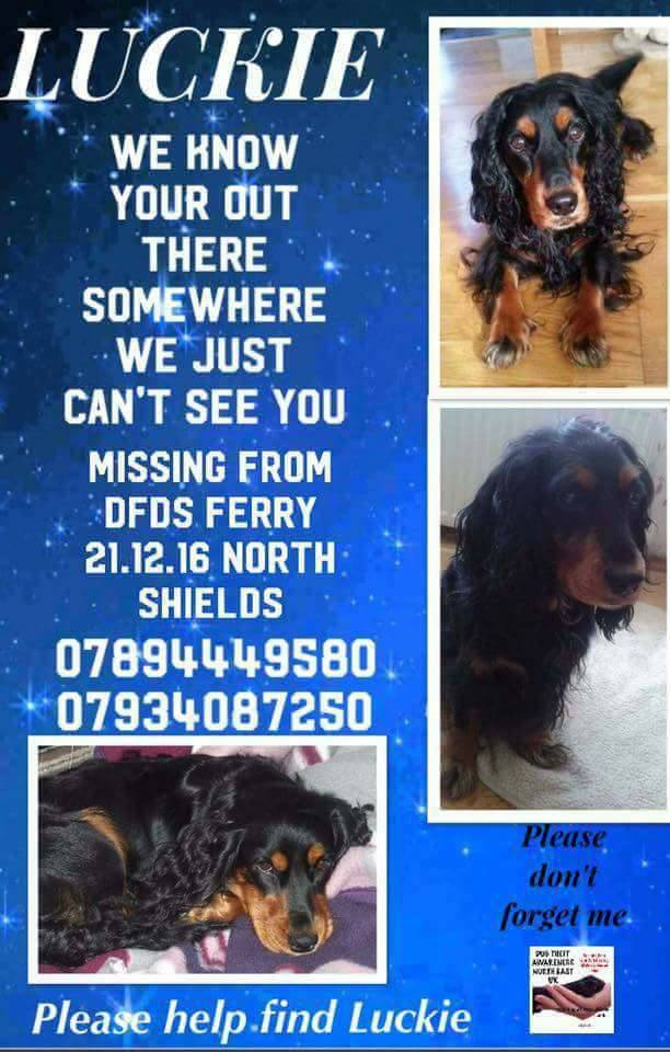 HelpFindLucky's tweet photo. My #ChristmasWish for Luckie & his family ... 💞🐕👨👨👧👦💞
🌟Star Light, 🌟Star Bright
First star🌟 I see tonight🌌
I wish I may, I wish I might
Find my way home💞🐾🐕🏡💞
This #ChristmasNight🎄🌌🎄
PLEASE #SpareAShare RT #HelpFindLucky
FB group▶https://t.co/UxJU6IhU2V https://t.co/oGSz9hkq7v