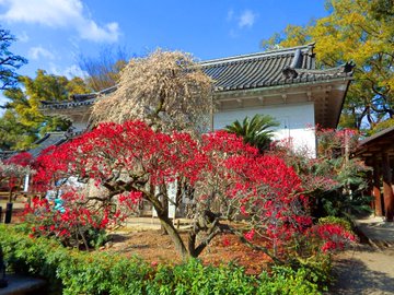 木へんに皆 意味や読み方は 用例も解説 楷 くるりん