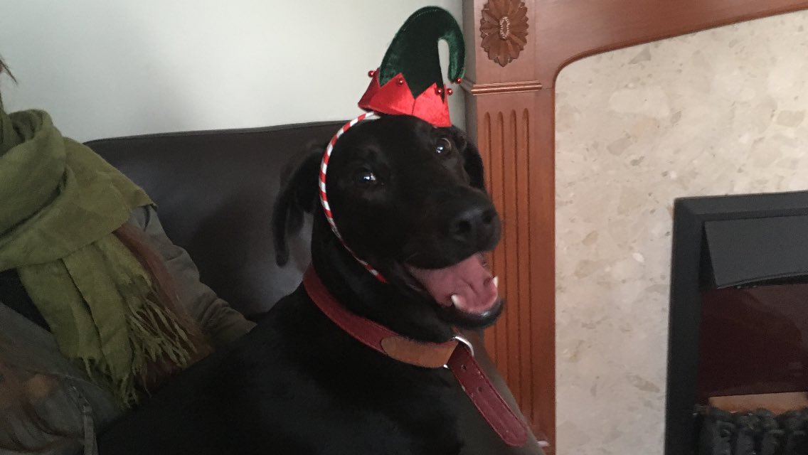 Happy Christmas from Daisy the elf!