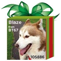 doglostprteam's tweet photo. #getthemhomeforchristmas Day 25: Blaze the Siberian Husky missing from Tannaghmore, Co Antrim
https://t.co/7A9H7nEglH https://t.co/NgQSmKCCao
