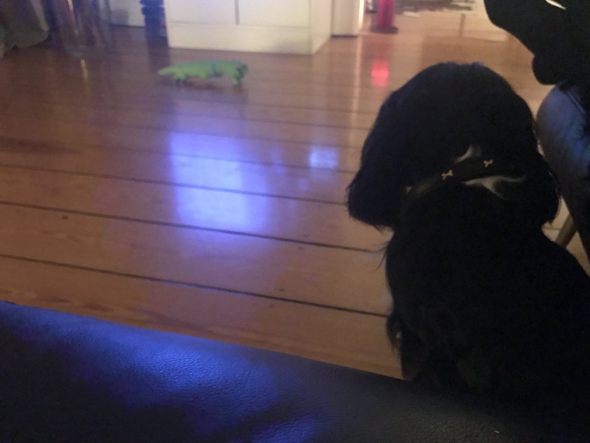 CavalierWilson's tweet photo. @KellyNoseyroo  me bit the scary alligator from my pal Wilson. He screamed and that scared me. Now me be watching him closely. 😄 https://t.co/PeaveZQPxg