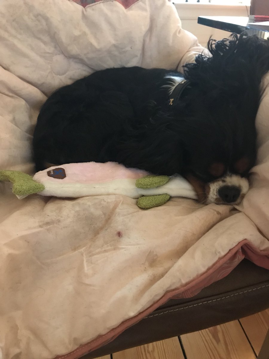 CavalierWilson's tweet photo. @KellyNoseyroo   Fanks Wilson and family in Florida for being Santa’s little helpers. I just love the shark. He is my new sleep toy. The ornament is so cute and my 1.😍the alligator is a bit scary. You are a happy looking bunch!!! All the best to you❤️ https://t.co/vBPLZuefhQ