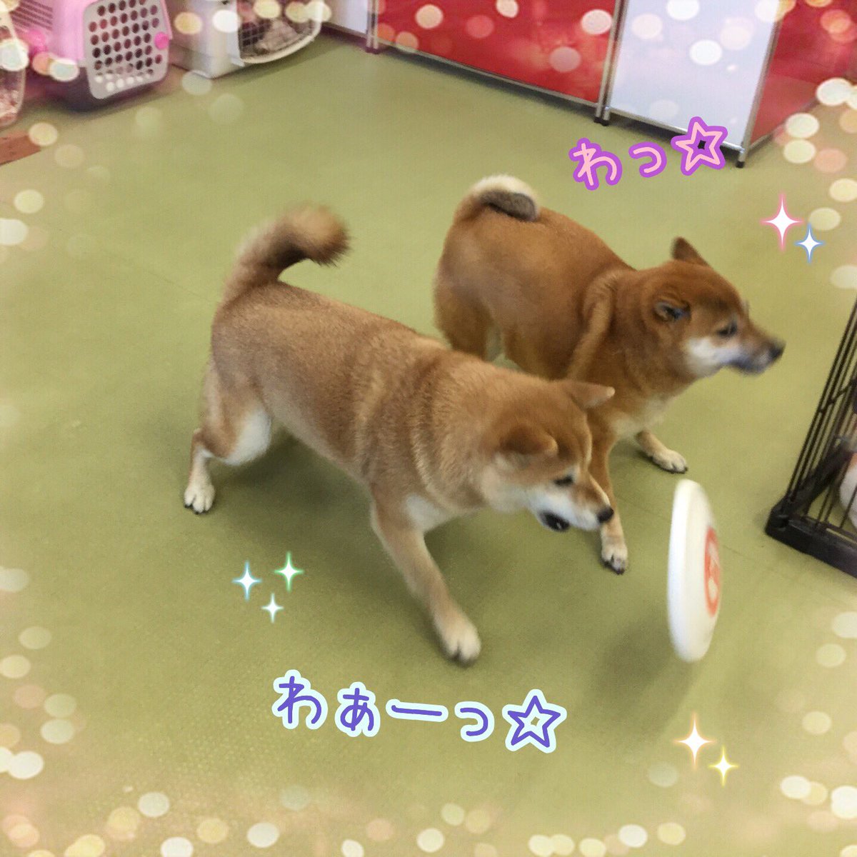 Ciao お友達と楽しそうに遊んでいます ディスクを元気に追いかけていました しつけ教室 犬の幼稚園 ドッグトレーナー ドッグスクール 中野区 トイプードル 柴犬 遊び ディスク Ciao お友達と楽しそうに遊んでいます ディスクを元気に追いかけていました しつけ教室 犬の幼稚園 ドッグトレーナー ドッグスクール 中野区 トイプードル 柴犬 遊び ディスク