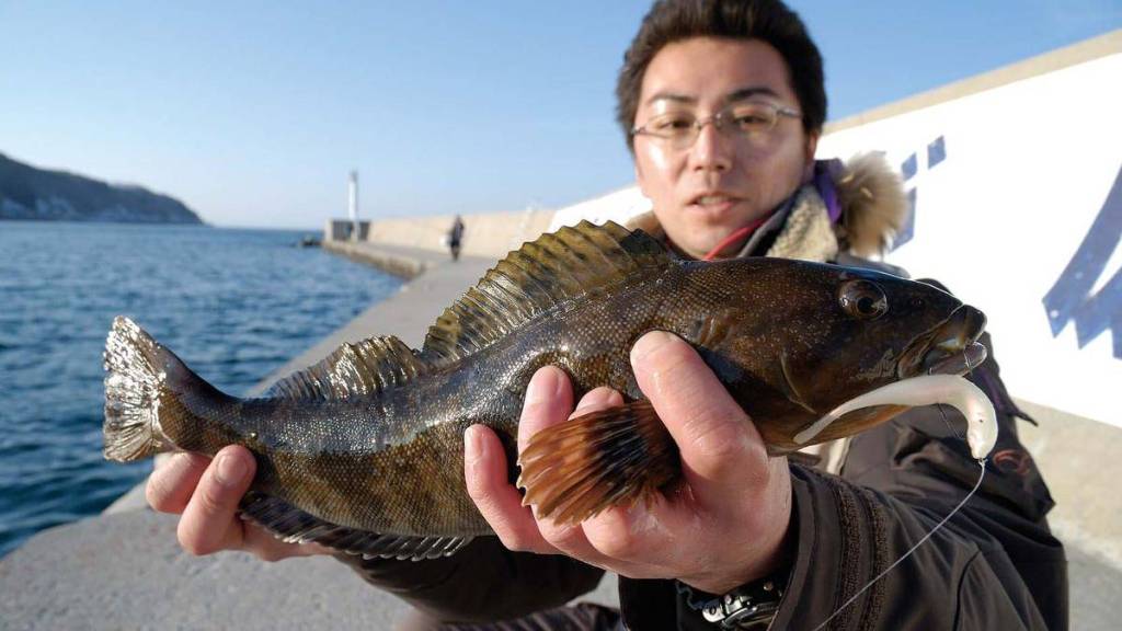 ট ইট র つり人社 アブラコ カジカ釣り 温泉 北海道森町 蛯谷漁港 真冬も好期 50 クラスも出るアブラコ カジカ釣り T Co U4dxejcnsp