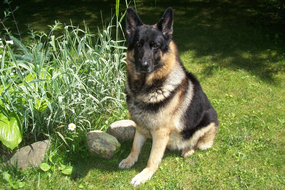 K9_Dan's tweet photo. I LOST MY K-9 PARTNER 6 YEARS AGO ON DEC. 24, 2011 WHEN HE DIED IN MY ARMS AND I LAID HIM TO REST WHERE YOU SEE HIM IN THIS PICTURE ~ I FELT THE WARMTH OF HIS SPIRIT GO THROUGH MY BODY WITH HIS LAST BREATH ~ 3 DAYS LATER HE LEFT BARKING AT MIDNIGHT FROM OUR BACKYARD
 ~ RIP MARCAS https://t.co/2k0vIJbVDE