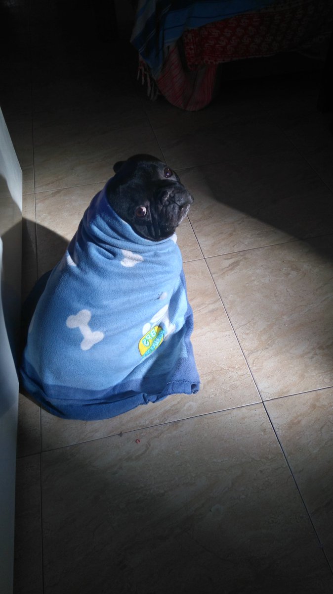 Nekobluu's tweet photo. Mi perro es el Espíritu de la Navidad. https://t.co/YhZgcnuli9