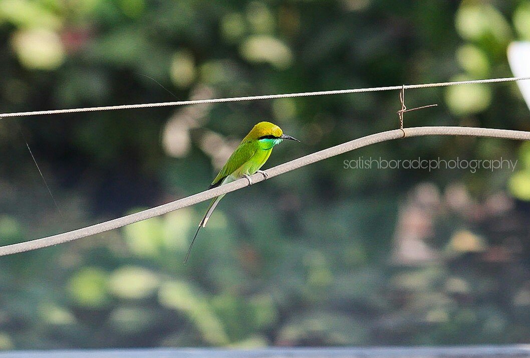 satishborade23's tweet photo. The bird is powered by its own life and by its motivation..
#sbcreation #satishboradephotography #Bird #NaturePhotography https://t.co/N1nZJQ2s72