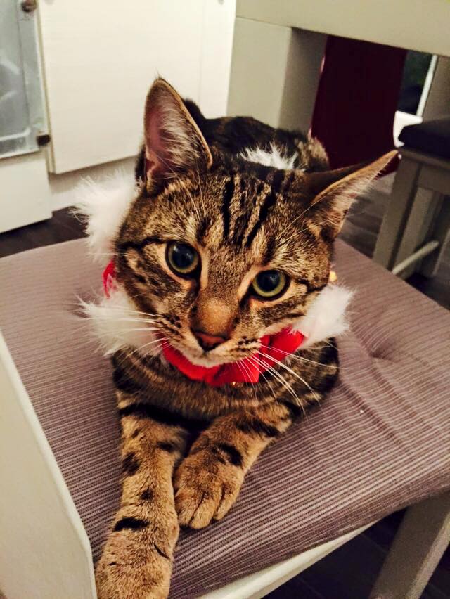 We are closed today but call us like normal if you need us in an emergency!