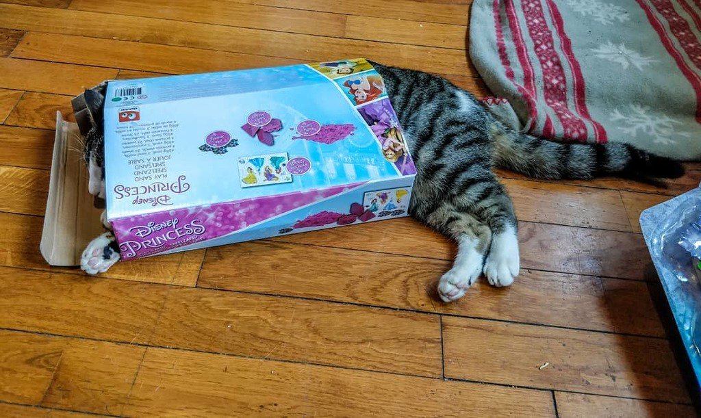 Joyeux Noël et attention en ouvrant vis cadeaux, il y a parfois des surprises 😁😁😁 #noel #cadeaux #chat #cat