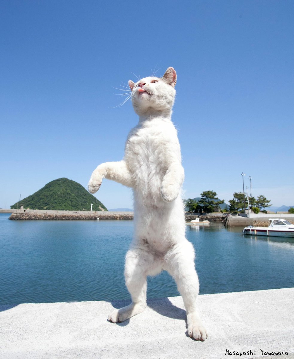 nekoiroiro's tweet photo. 立ち猫🐈tachineko👅
#東京カメラ部 #カメラ部 #立ち猫 #站立貓 #ねこ #猫 #neko #猫来る #standingcat #cat #貓 #ネコ #ぺろにゃん #野良猫 #みんねこ #島猫 #舌猫 #catlover #catlove #catjump #selfcat #猫色色 #catsofinstagram #catgram #photo #instcat #catphot #7catdays #neco
#tachineko https://t.co/aAKyVSFJ4C