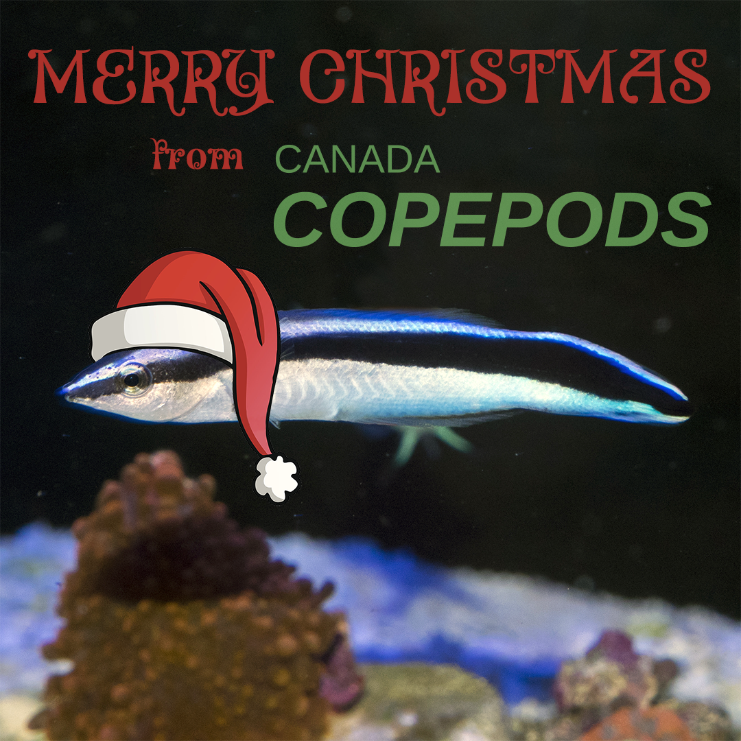 CanadaCopepods's tweet photo. Merry Christmas from Canada Copepods!
Please note that orders received before Thursday the 28th of December at 1 PM EST will ship for delivery by Friday the 29th.
#Copepods #Rotifers #Phytoplankton #SeedPacks https://t.co/38MJMpQ75r