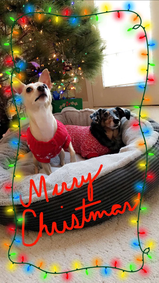 marcie_lilly's tweet photo. Merry Christmas, y'all!!! #Christmas #Christmas2017 #christmassweaters #fosterdogs #Adoption #AdoptMe #AdoptDontShop #ADOPTABLE #dmvdogs #chihuahualove #CHIHUAHUA #dachshund #DogsOfTwitter @dogcelebration @dogandpuplovers #HomeForTheHolidays #RescueDogs https://t.co/Zh0b7QMkj6