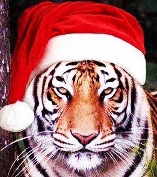CrescentTigers's tweet photo. Merry Christmas, Tiger Nation! https://t.co/p7IapbTLAg