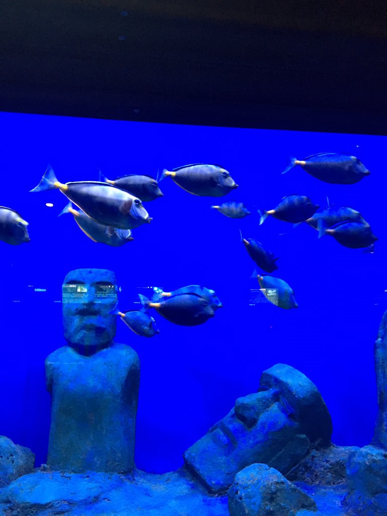 Huichen55's tweet image. 