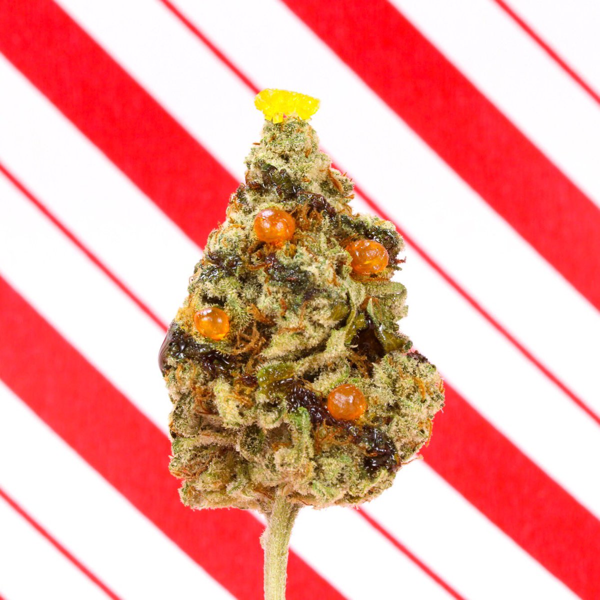 weedmapsca's tweet photo. Merry #Kushmas from the Weedmaps Canada Family 🎄 https://t.co/rsck0fXp3x