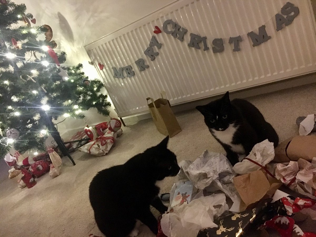 Snoochie_Booch's tweet photo. Loving the wrapping. #MerryXmas #CatsOfChristmas https://t.co/QtRX9E7rNh