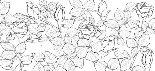 まぁまぁの頻度で本田描いてても全く上達してる気がしないのに、二年ぶりに描いた薔薇はなんとなく上達してて本当腑に落ちないんだけどなんなの 