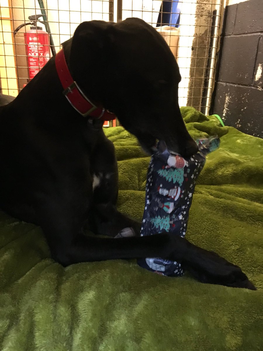 BgpDoggies's tweet photo. Thankyou for all our presents , Wes have had a greyt day opening them all https://t.co/38abyYLS2b