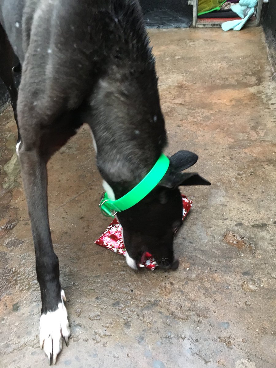BgpDoggies's tweet photo. Thankyou for all our presents , Wes have had a greyt day opening them all https://t.co/38abyYLS2b