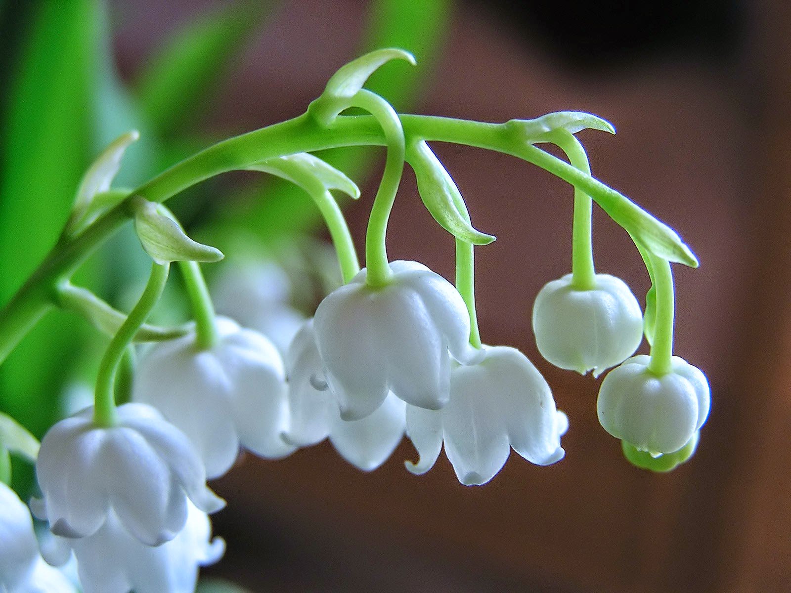 تويتر 世界の花図鑑 على تويتر スズラン 鈴のように見えることからスズランと呼ばれる花 フランスでは花嫁にスズランを贈る風習もある素敵な花です 花言葉は 再び幸せが訪れる T Co Jovglkazju