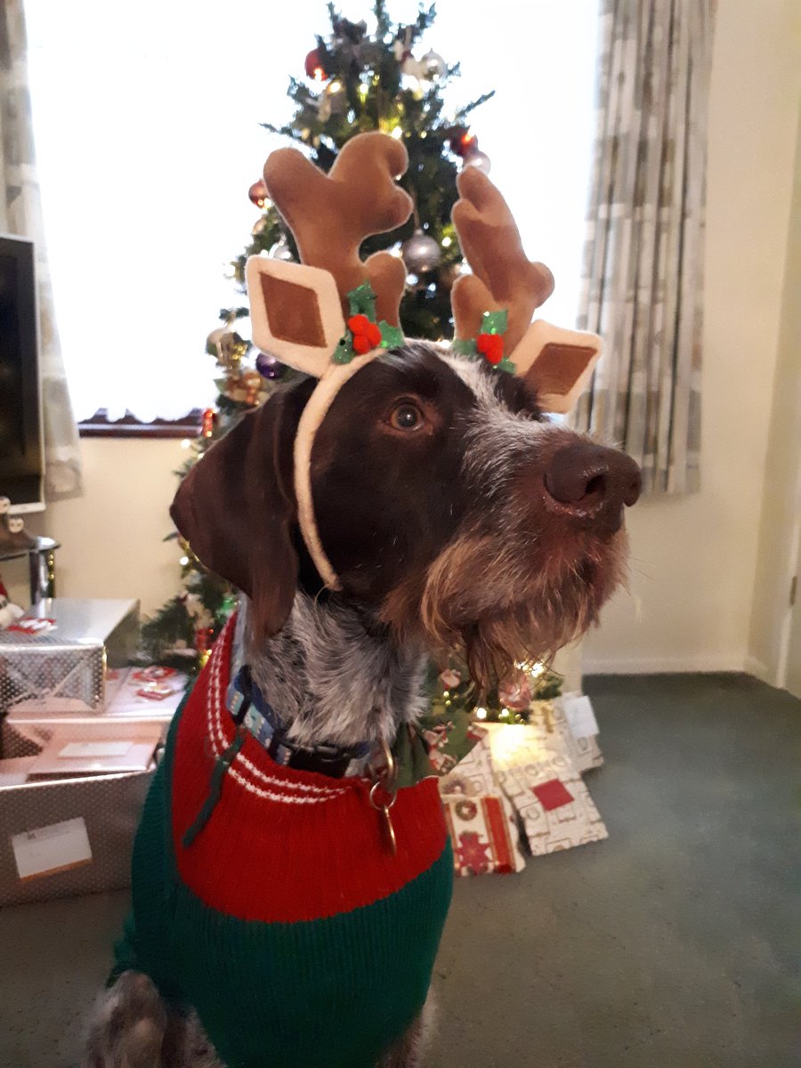 Merry Christmas everyone #Christmas2017 #dogsoftwitter
