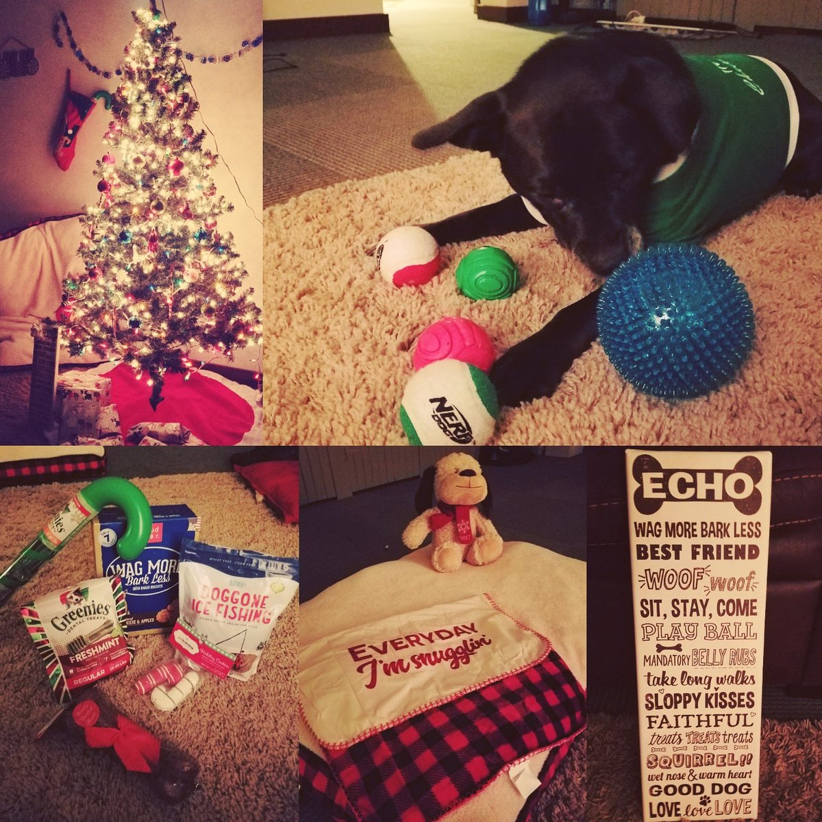 Justducky1993's tweet image. Santa Paws came and Echo LOVES everything! #SantaPaws #Christmas2017 #SpoiledDoggo #DogSon #DogMom #ILoveHimSoMuch 💚🎅🐶🎁🎄❤