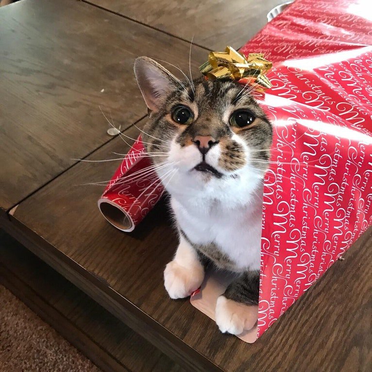CPMidKent's tweet photo. Merry Christmas hope you all got lovely gifts https://t.co/0f707CMOCu