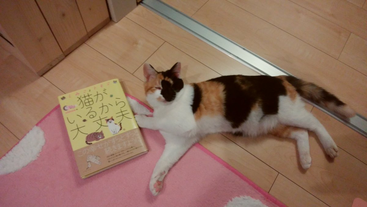 猫がいるから大丈夫 猫がいるから大丈夫